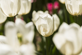 ����˹��������