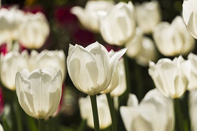 ����˹�������㻨��