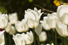 ����˹�������㻨��