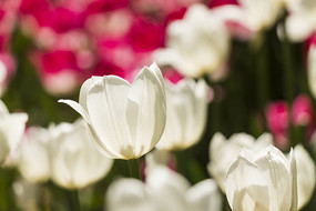 ����˹����������д