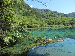 �����廨������