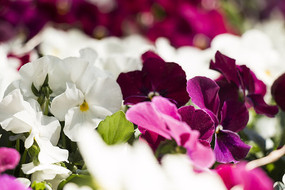 ��ɫ������