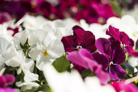 ��ɫ���ʻ�