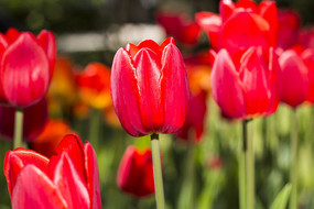 ʥ���̸������㻨��