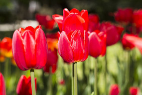 ʥ���̸������㻨��