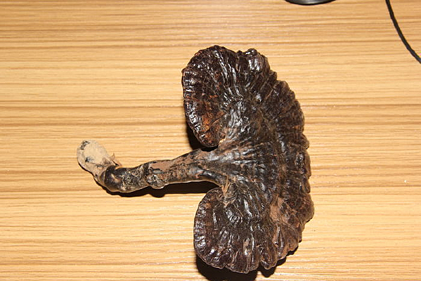 ��ɽҰ����֥