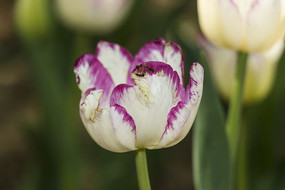 ���������㻨��