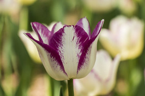 ���������㻨��