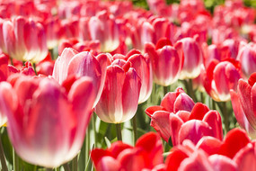 ��ѩ����������