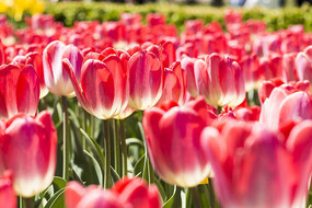 ��ѩ���������㻨��