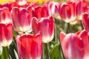 ��ѩ���������㻨��