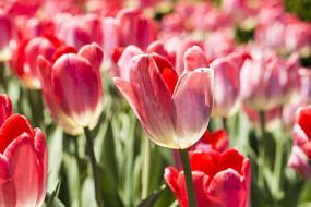 ��ѩ���������㻨��