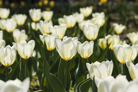 ѩɫ�����㻨��