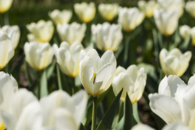 ѩɫ�����㻨��