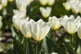 ѩɫ�����㻨��