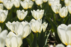 ѩɫ�����㻨��