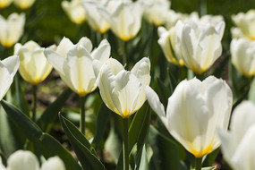 ѩɫ�����㻨��