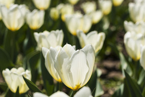 ѩɫ�����㻨��