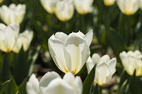 ѩɫ�������ʻ�