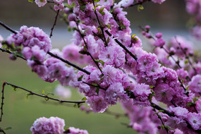 һ��ïʢ����Ҷ÷