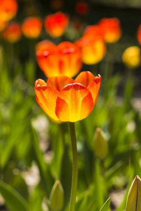 �����㻨��