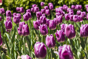 ��ɫ�漣�����㻨��