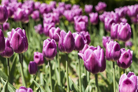 ��ɫ�漣�����㻨��