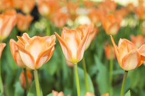 ����ۻ�Ա������