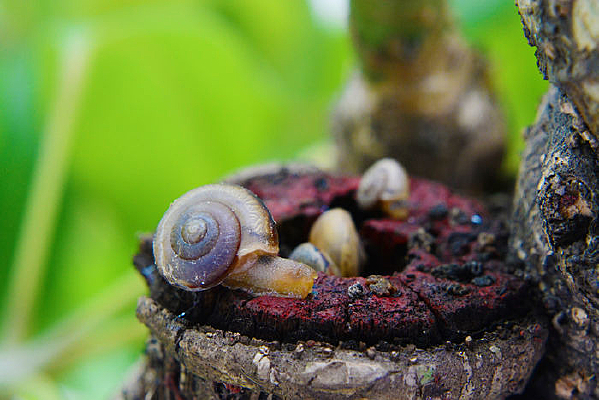 ��ľ�ϵ���ţ