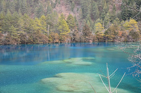 ����Ⱥ������