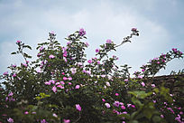 �ݶ��¼���