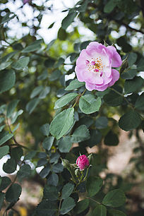 ��ɫ�¼��뻨�Ƕ�