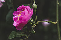 �����ɫ�¼�