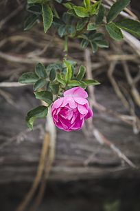 �ݲ�����