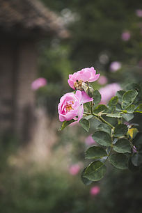 �Ϸ�ǰ�ķ�ɫ�¼�