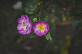 ����õ��ɫ�¼�