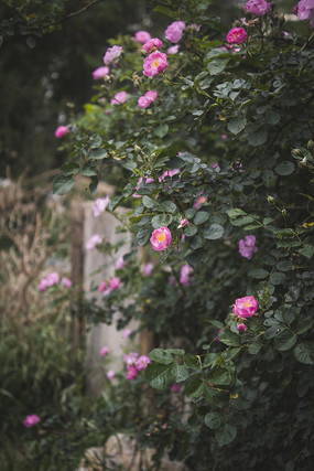 ïʢ���¼�����