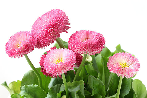 �����ĳ���