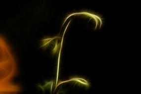 λû
