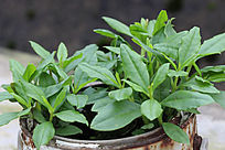 ���Բ��˲�