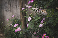 ǽ��ïʢ�ķ�ɫ�¼�