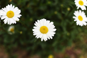 ʢ���ı��ջ�