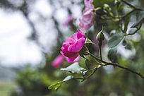 ʢ���ĺ�ɫ�¼�