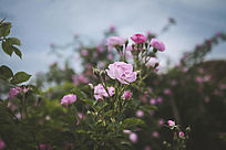 ʢ�����¼�