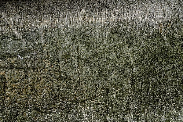 ���ѱ����ز�