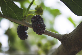 ��͸��ɣ��