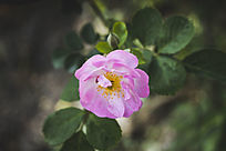 һ���ɫ�¼�