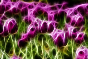 ��ɫ�漣�����㻨��