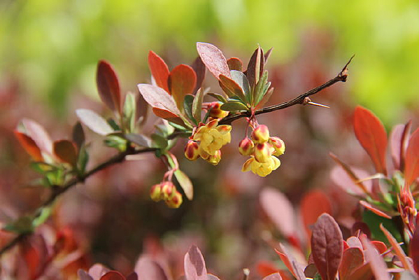 ·�߲ݴ����С�ƻ�