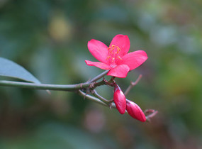 ��Ҷɺ������